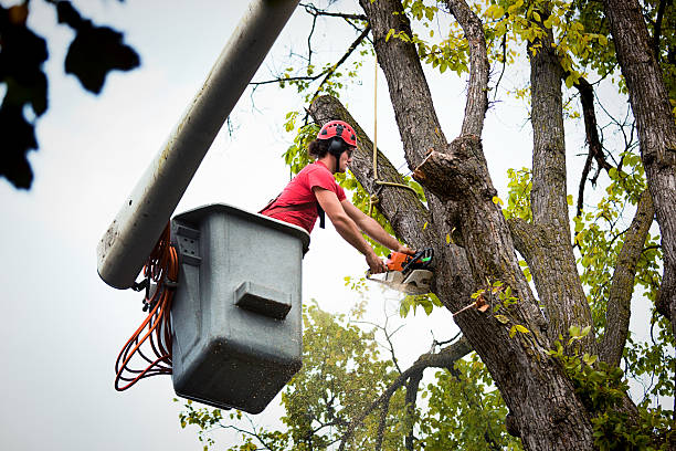 Trusted Vonore, TN Tree Care Services Experts